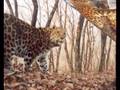 ALTA Amur Leopard Conservation
