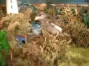 WTF , A Bird On My Model Railway :S WTF , A Bird On My Model Railway :S