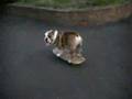 tokyo-skateboarding-bulldog-bazooka