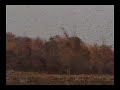 Beautiful Autumn Nature Footage