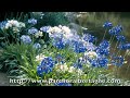 Le jardin de la source bleue Le jardin de la source bleue