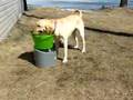 tennis-ball-launcher
