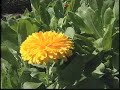 Bayou City Farmers Market Video