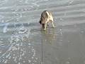 videos de Puppy playing fetch on beach