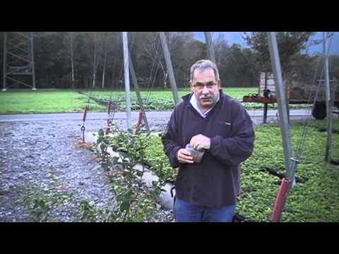 how to fertilize blueberries in pots