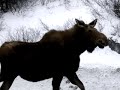 Moose on TCH - Traffic Jam Newfoundland style