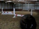 My New Mare