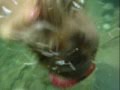Smokies Snorkeling, Cliff Jumping into Mountain Trout Stream