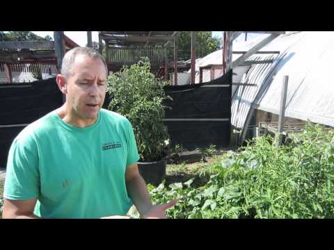 how to get rid squash bugs