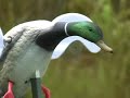 Mojo Motorized Duck Decoy