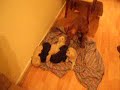 uncas the gratest pitbull uncas the gratest pitbull