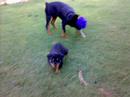 Rottweiler puppy