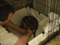 Alyzah Having Kittens