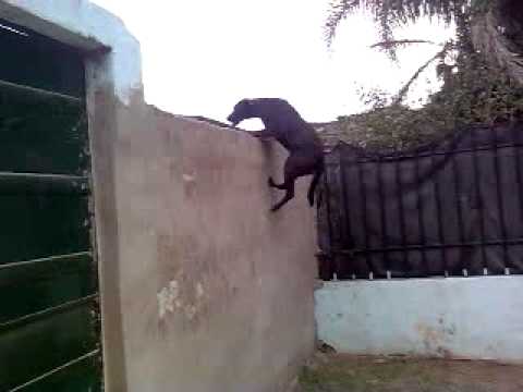 perro de pelea cordobes