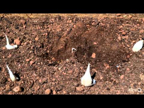 how to grow garlic in austin tx