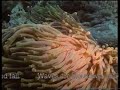 Ocean World: Creatures of Coral