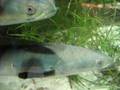 videos de 5 Flower SnakeHead From Malaysia
