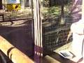 Tigercubs at Cango Wildlife Ranch, SA