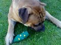 Bullet's Quietschie