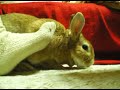 Just a rabbit. #2