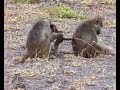 Helpful baboon dads boost offsprings\ Helpful baboon dads boost offsprings\