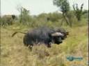 Buffalos Attack Lions.هجوم الاسد على الجاموس