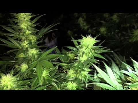 how to grow purple ak-47