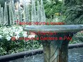 Longwood Gardens - nature's sounds (little fountain) - by Eddie Florano