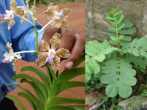 Medicinal Orchid based Formulations for Epilepsy: Pankaj Oudhia’s Medicinal Plant Database