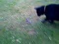 screaming-frog.html