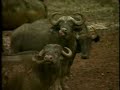 Ecotourism: Kenya with Big Five Tours Part 1