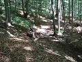 stefan 76 atv