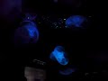 sydney-aquarium-moon-jellyfish.htm