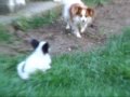 3 Papillons play