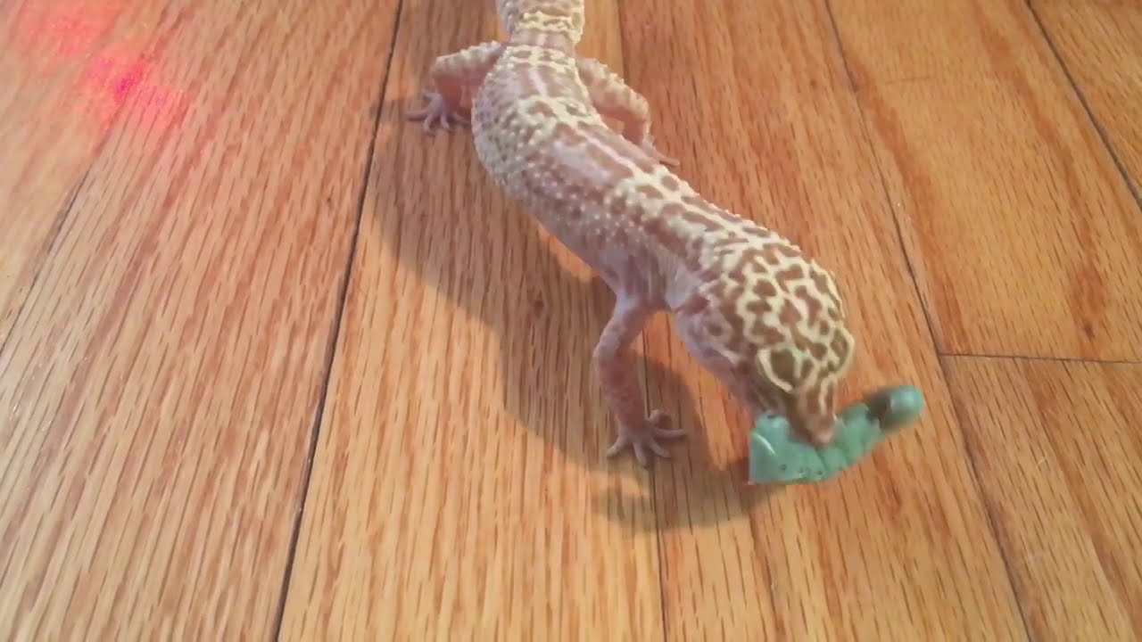 How to Feed Your Leopard Gecko Crickets, Mealworms & More