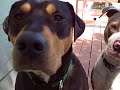 Cisco & Otis: Captain and Commander of the Deck