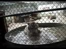 Tiger Water Games