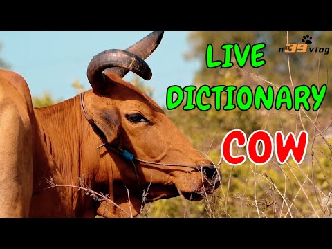 Con Bò 3 - Live Dictionary