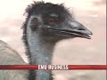 Emu farming reaping gold in Orissa