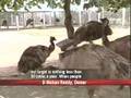 Emu farming reaping gold in Orissa