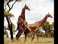 girrafe a lot