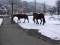 Šárka a Donka
