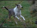 Hittehund´s Tubbe korthårig collie