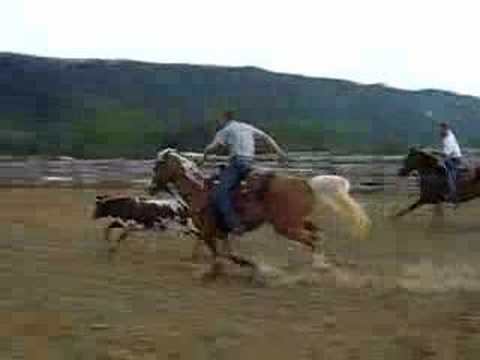 Palomino Horse Heading