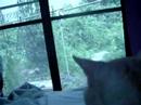 My cat \"MAY\" American Shorthair