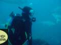 videos de Erin shoots Amberjack
