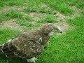 MALTA FALCONRY CENTER
