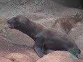 http://www.bronxzoo.com
meet the newest pup in the pool at the bronx zoo, daughter of cleo and kiani. the baby sea lion waggles her flippers, exercises her vocals, waddles on shore, and calls mom over for a meal.