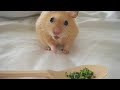 Hamster Mania!