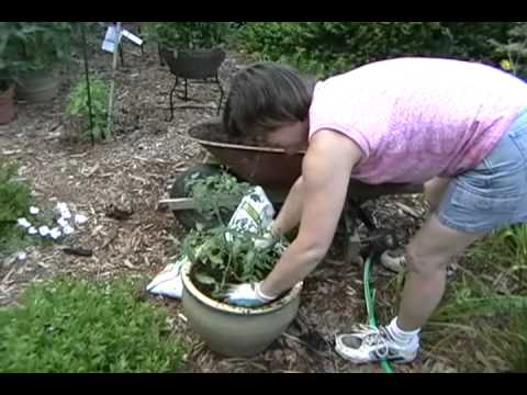 how to grow tomatoes in nj